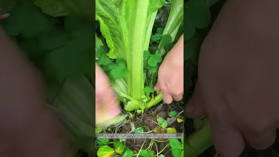 Hand Cutting Mature Celery Stalks for Harvest Hand Cutting Mature Celery Stalks for Harvest