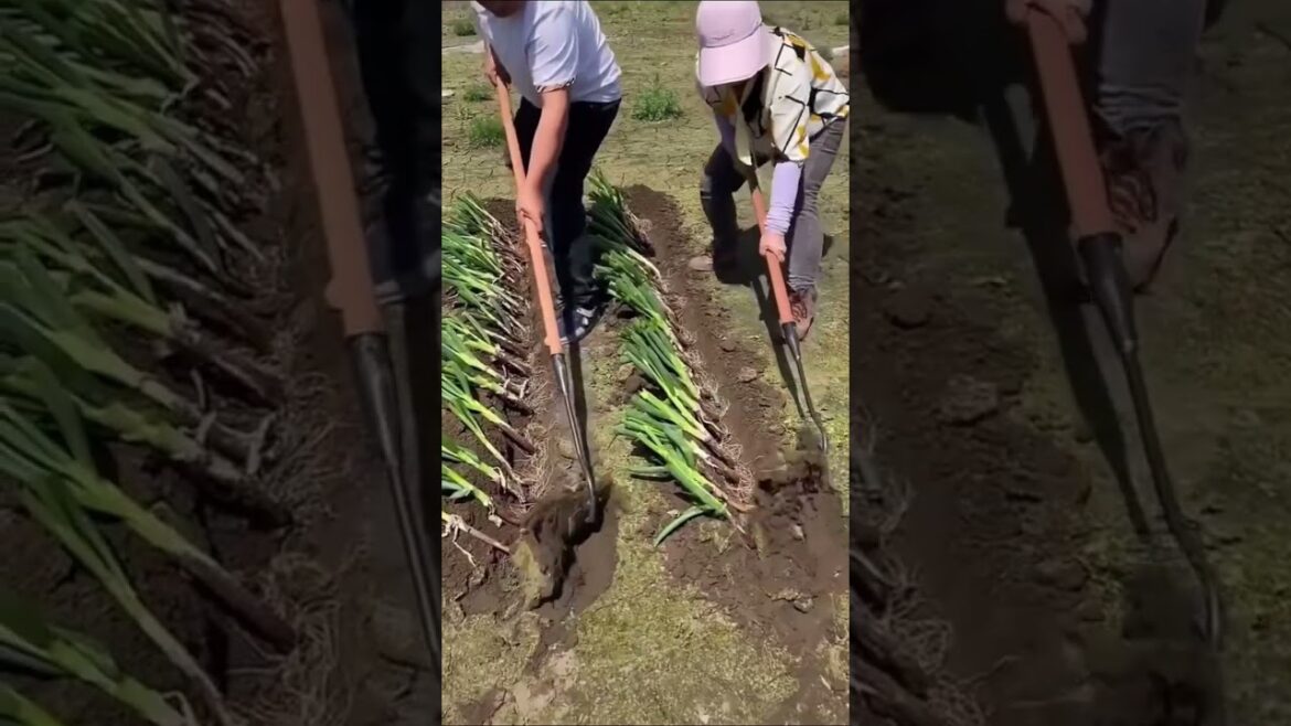 Master Year-Round Vegetable Gardening Master Year-Round Vegetable Gardening