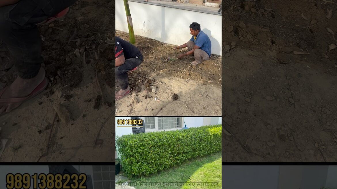 Garden me Hedge kaise lagayen | Garden Idea | #garden #gardening #hedgeplant #akshaynursery