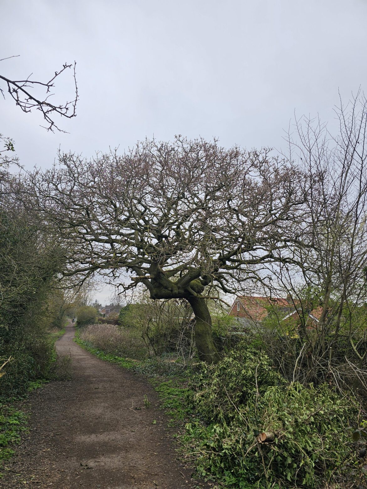 Seen this beautiful oak near my house
