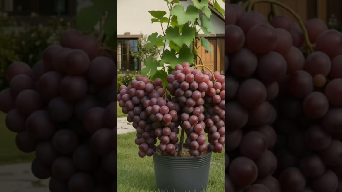 🍇 Grow HUGE Grapes in a Pot 😱 | Easy Home Gardening Trick#shorts