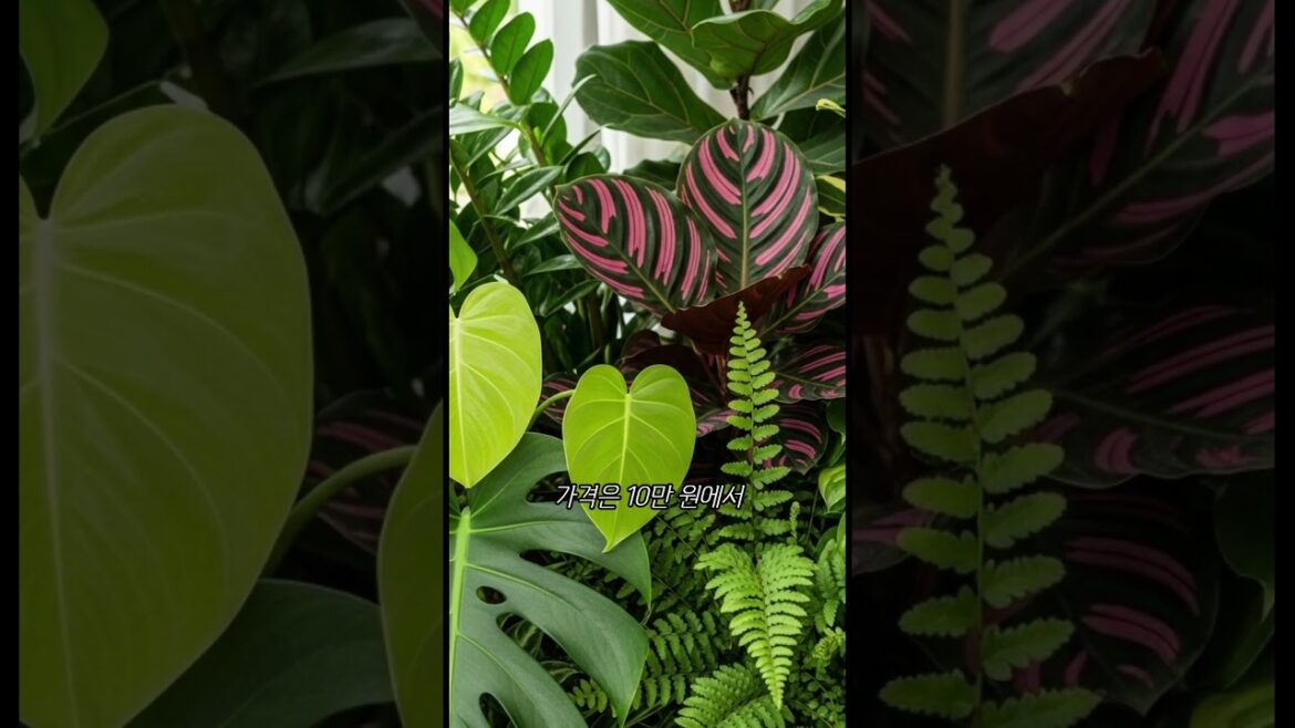 비싼 관엽식물, 저렴한 관엽식물 얼마나 차이가 날까?     #관엽식물  #plants #식물키우기