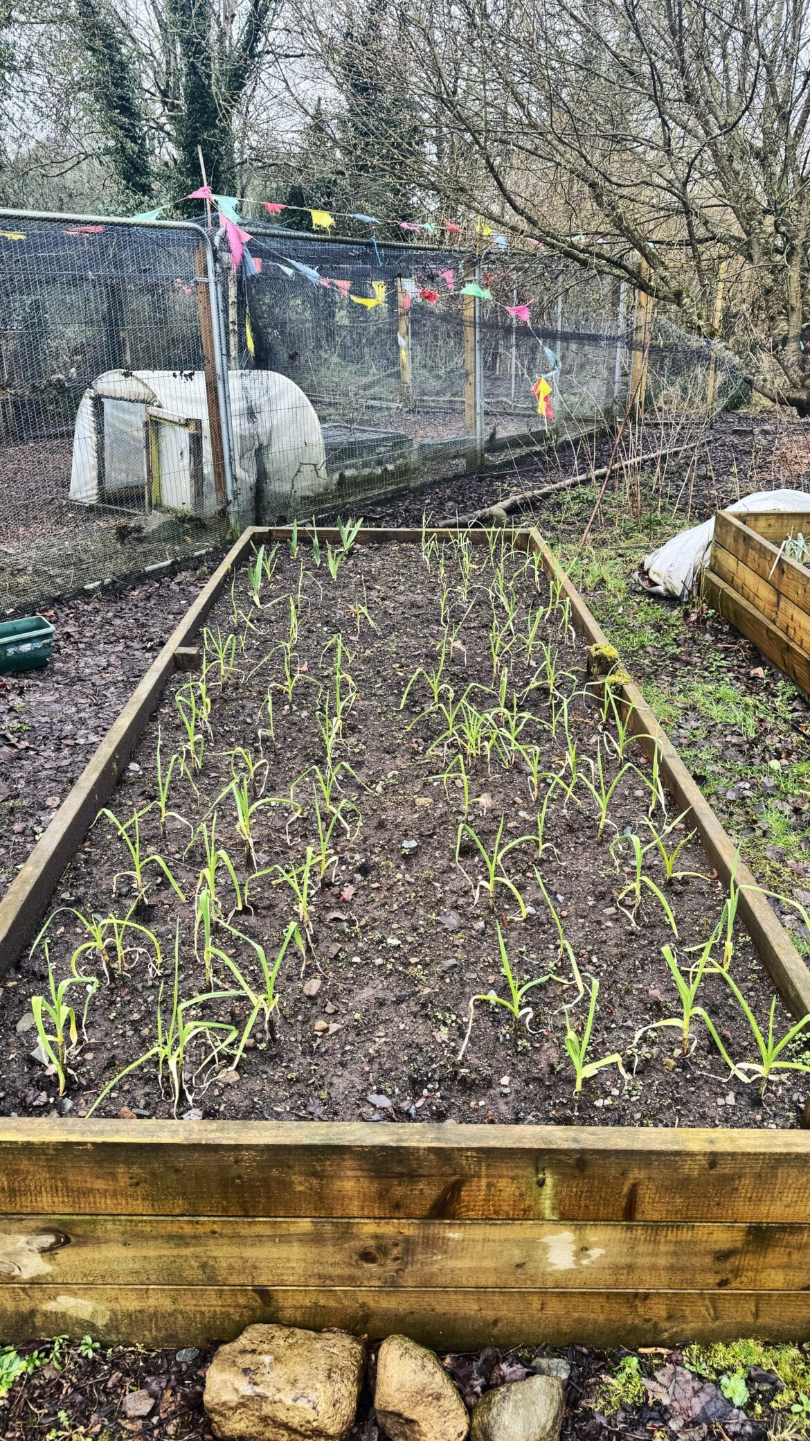 Not Messing Around With The Garlic This Year