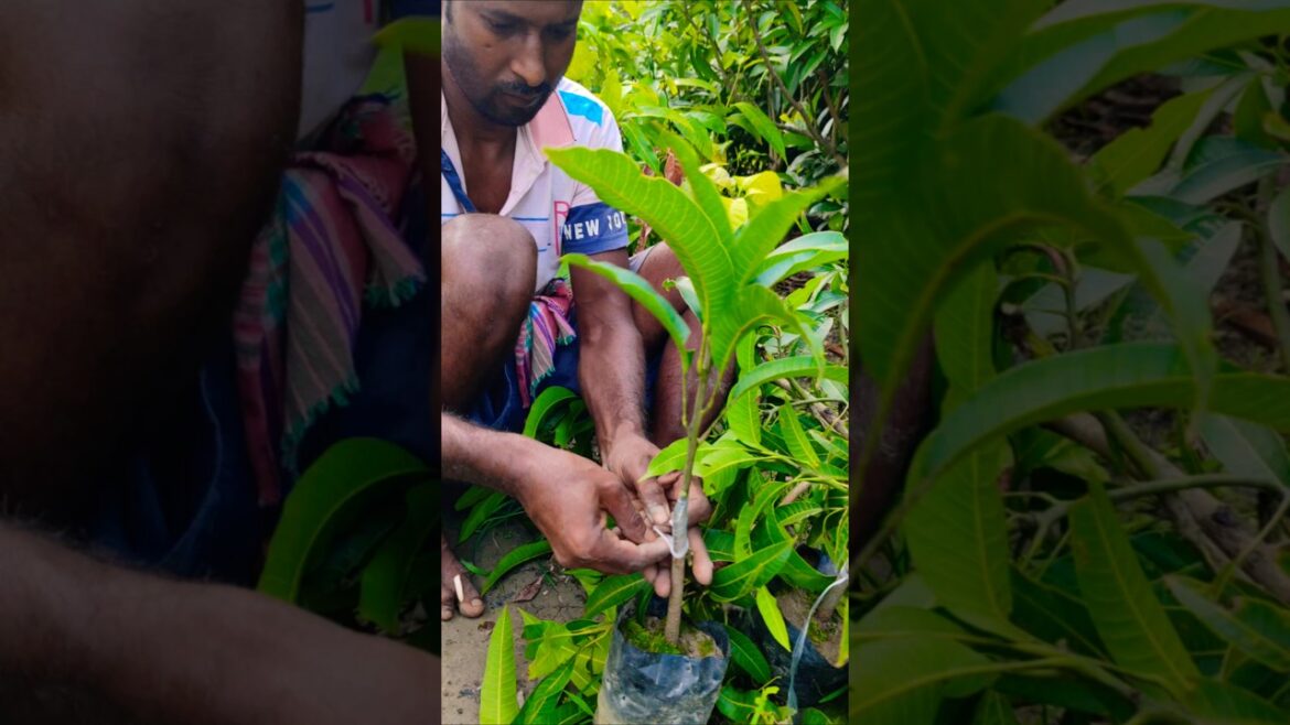Perfect Cut, Perfect Graft – Mango Tree Grafting Close-Up #shorts Perfect Cut, Perfect Graft – Mango Tree Grafting Close-Up #shorts