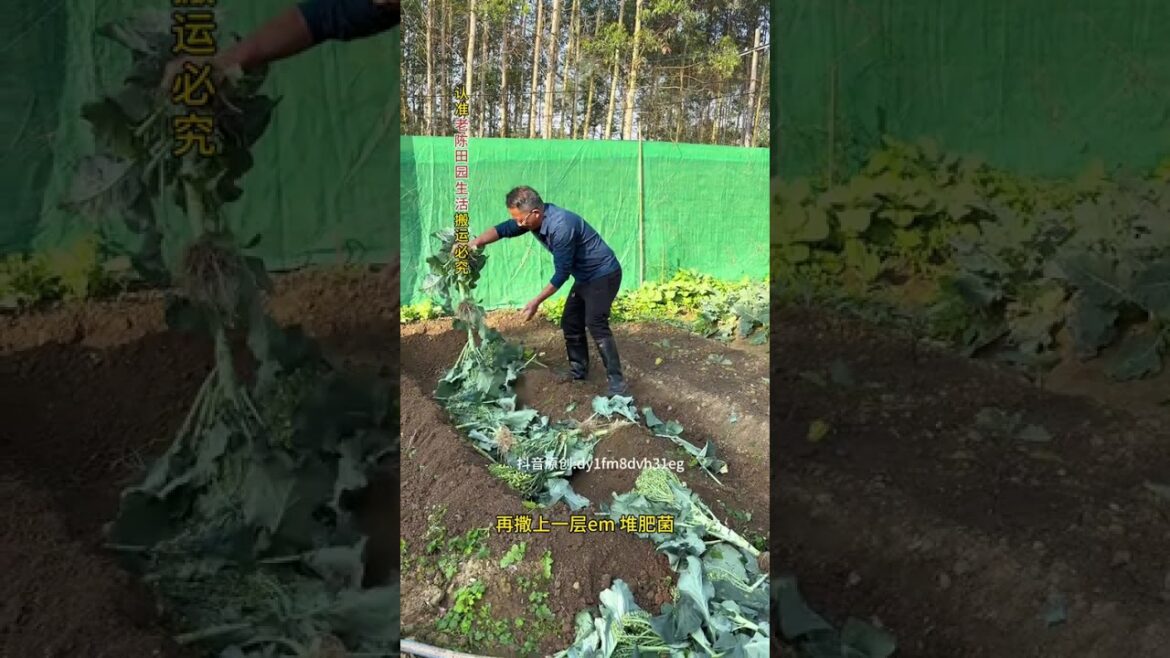 Post-Harvest Veggie Leaves & Weed Removal: Essential Garden Tips