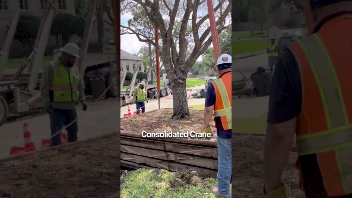 Restoring 18–25 year old live oak trees in Tanglewood Houston