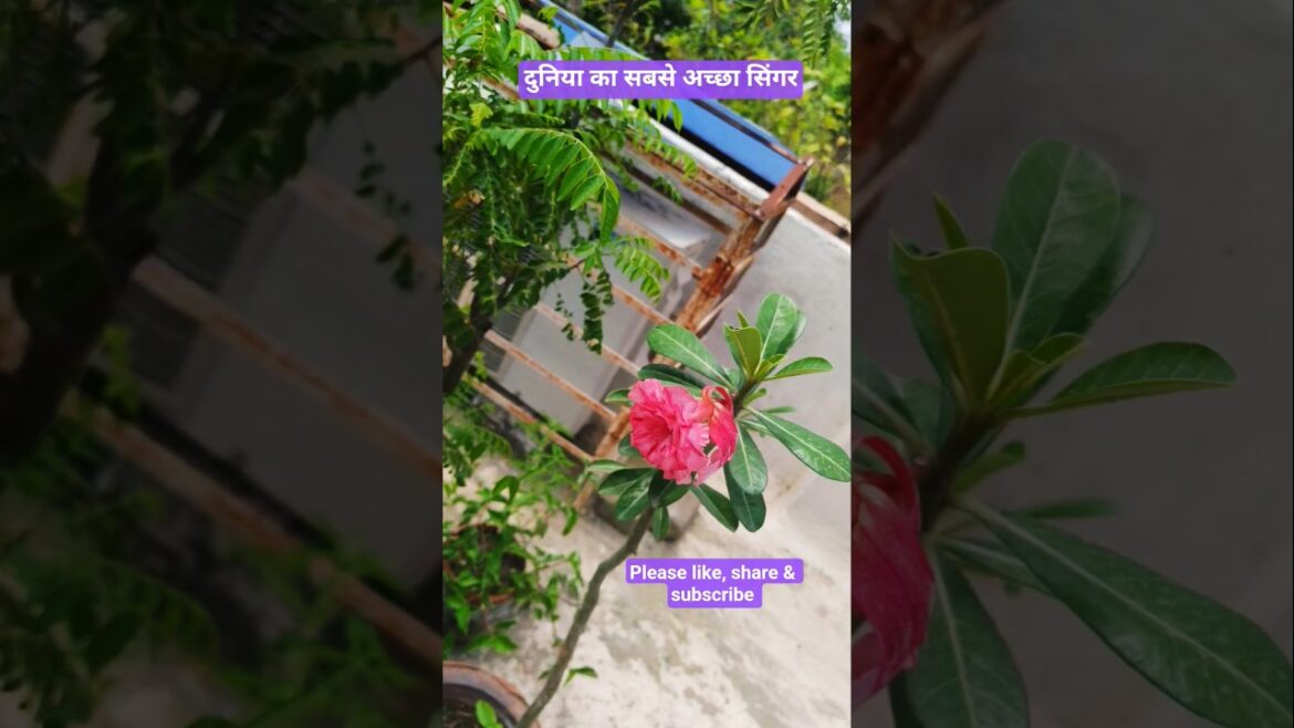 Terrace gardening # yt shorts # sabse achha singer# trends