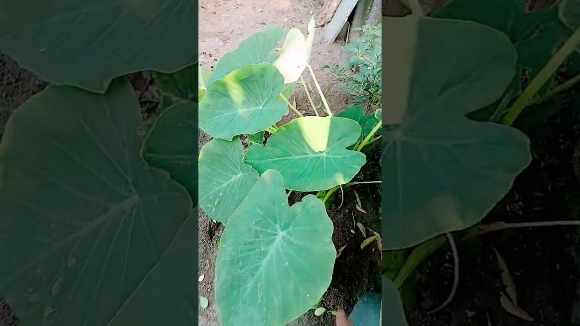 ఈ ఆకులు తింటారని మీకు తెలుసా#garden #chamagada#facts #ytshorts