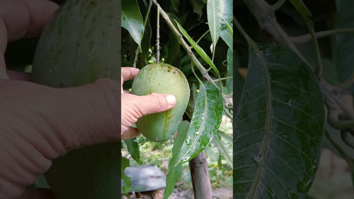 Fresh mango in my Garden । आम फल #shorts #gardeningtips #gardening