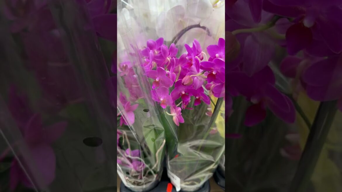 Ностальгия по завозам орхидей по 25р 🌸 Фаленопсисы Пинк Фламинго и мутации в поставках