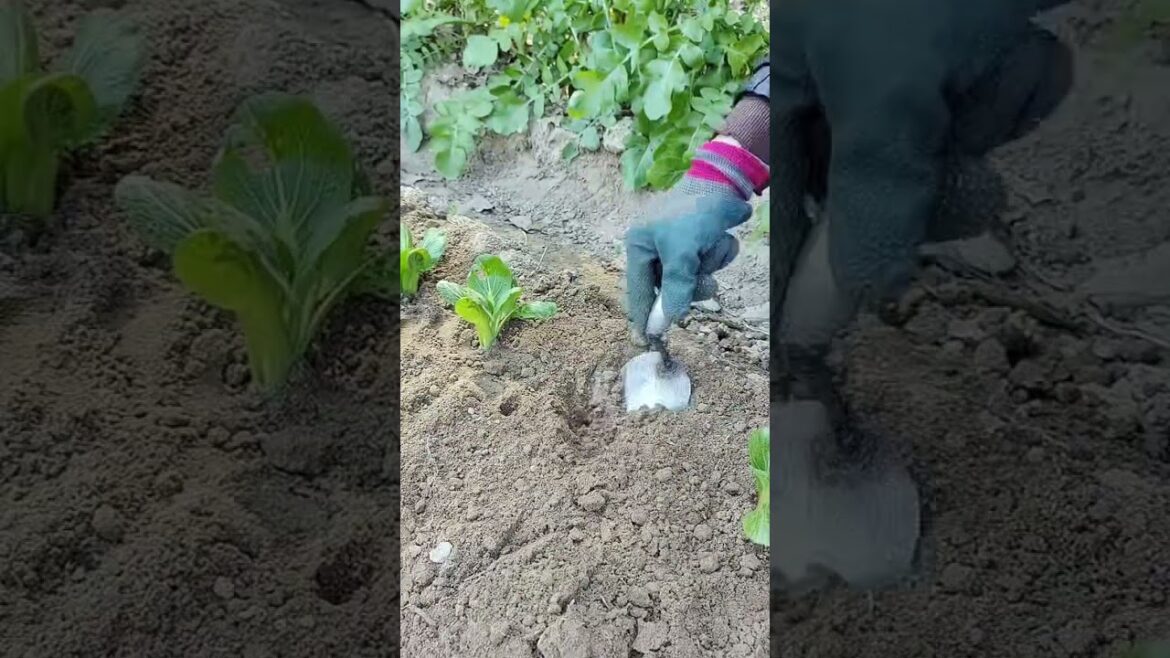 Title: Revolutionize Your Garden: The Ultimate Pointed Shovel for Veggie Planting Title: Revolutionize Your Garden: The Ultimate Pointed Shovel for Veggie Planting