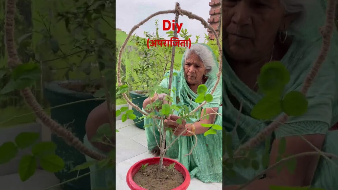 ￼￼अपराजिता की बेल के लिए बनाये सुंदर सा DIY  #garden #aprajita #tips #ytshorts #viral #trending #yt