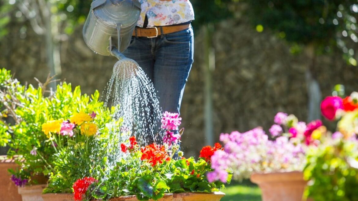 Gardeners urged not to throw away common household item as it has ‘lovely’ use outside Daily Mirror