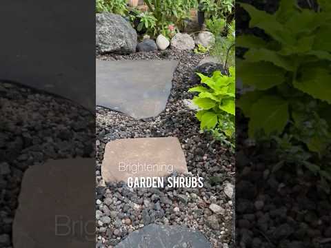 Shrubs To Brighten Your Landscape Shrubs To Brighten Your Landscape