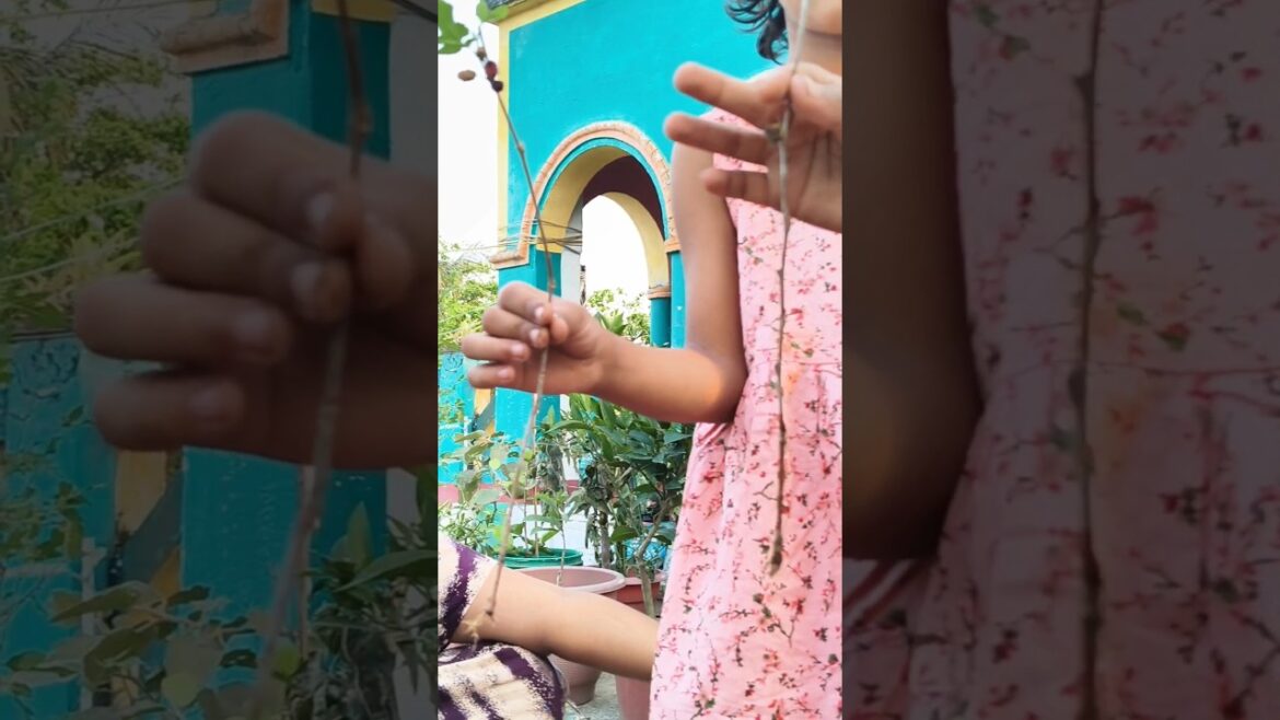 দুটো বাচ্চাকে গাছ গিফট করলাম 🌱😊#plants #gardening #shortvideo #gardening #bengalivlog #explorepage