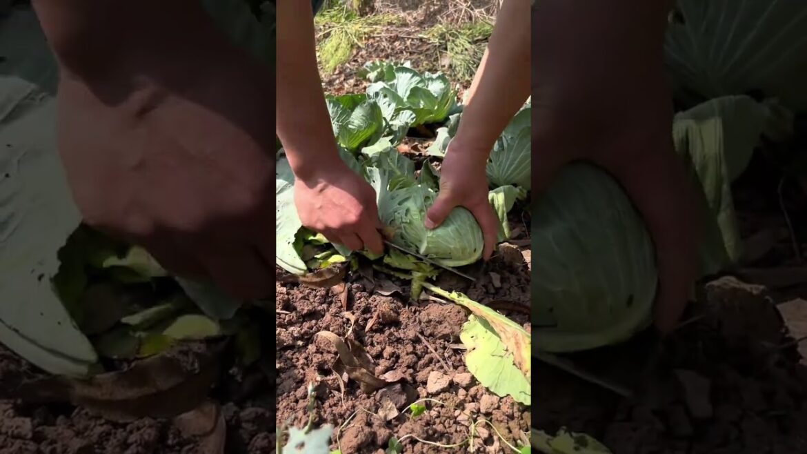 TT 55555 mini rotary tilling and riding all-in one tree