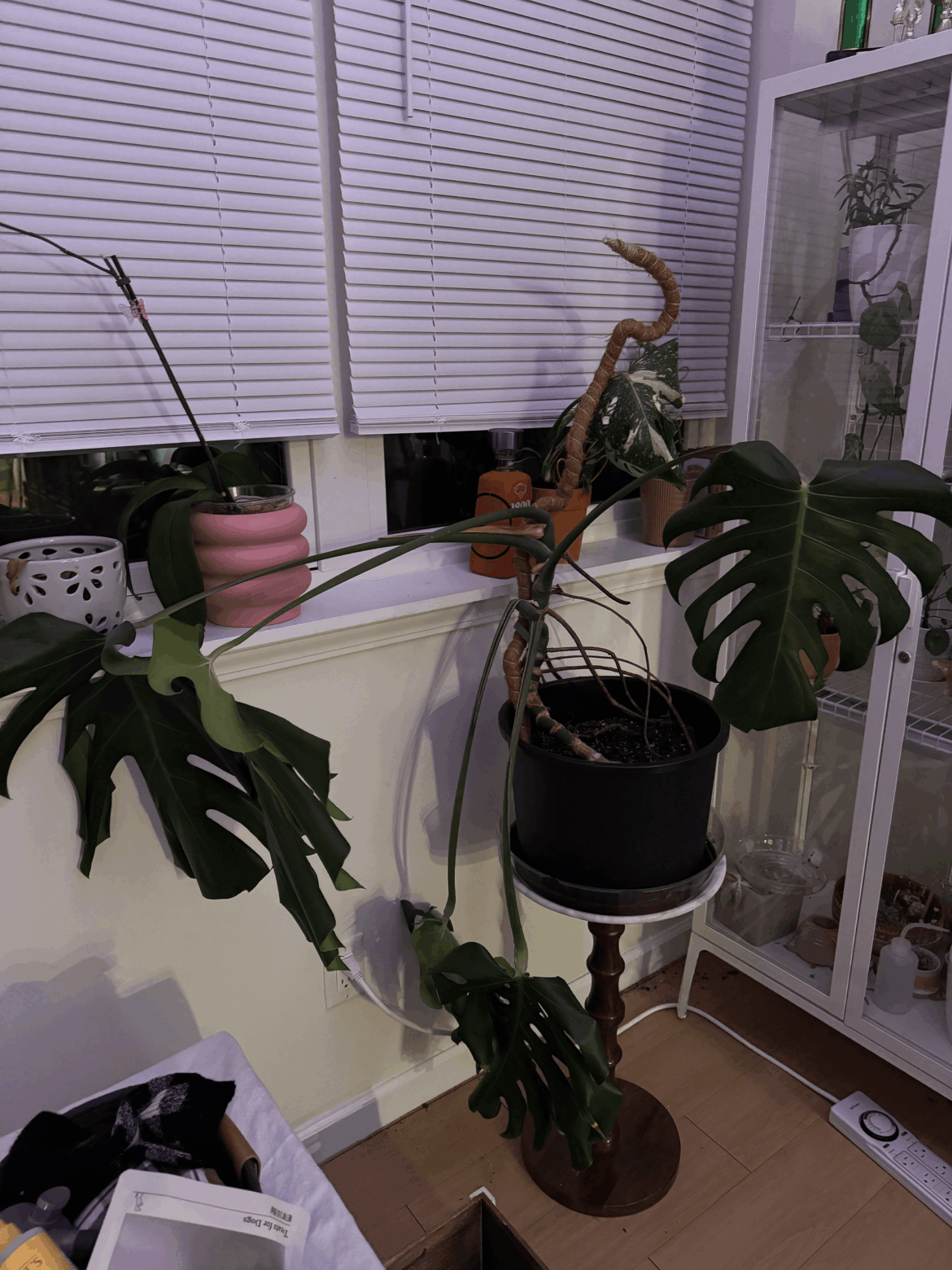 My Monstera has a pee fetish, how can I stop her from convincing my cat that she's a litterbox