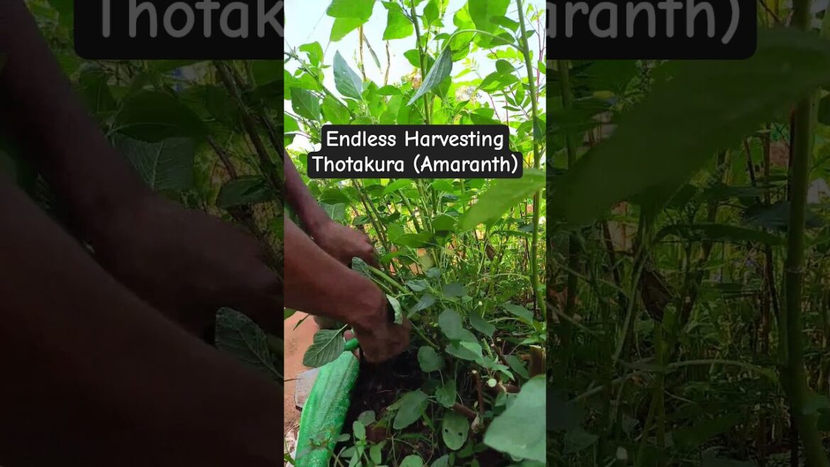 How to Harvest Amaranth (Thotakura) for Endless Supply! 🌱 Tiny Terrace Garden #shorts  #plants