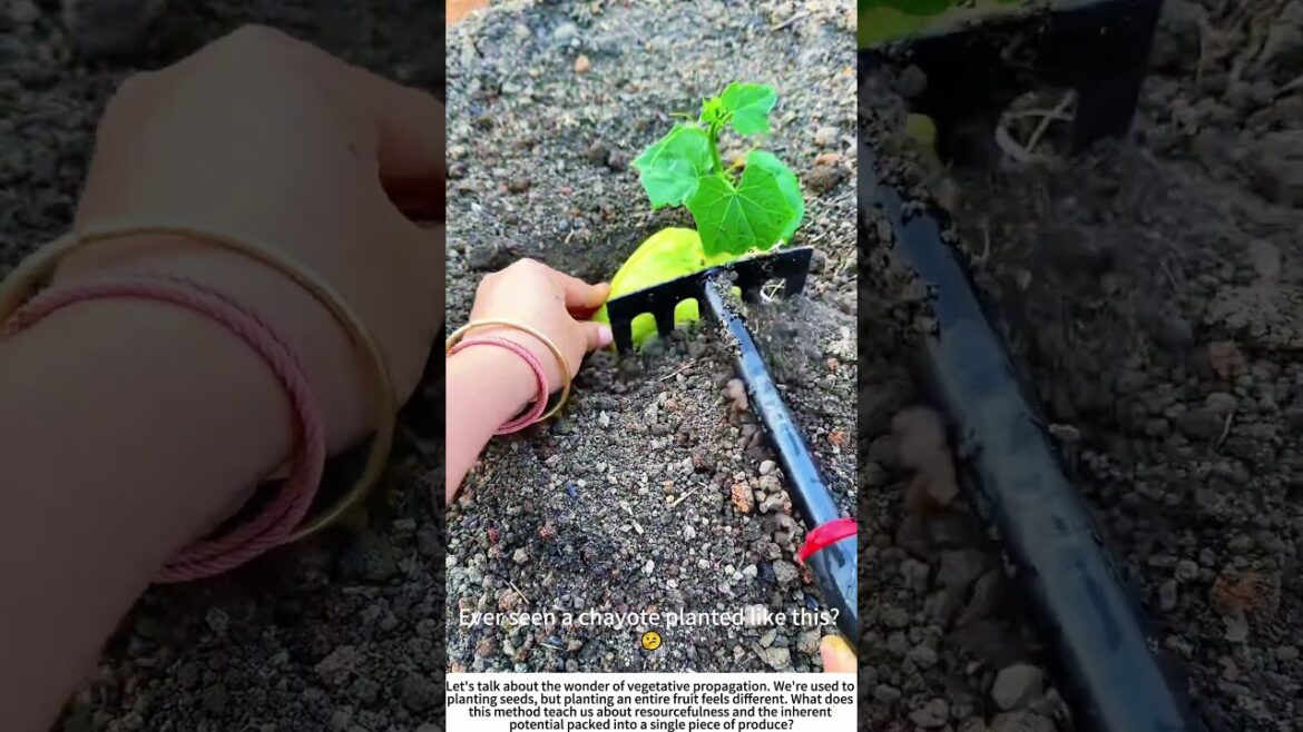 Starting from Scratch: Planting a Sprouted Chayote 🌿