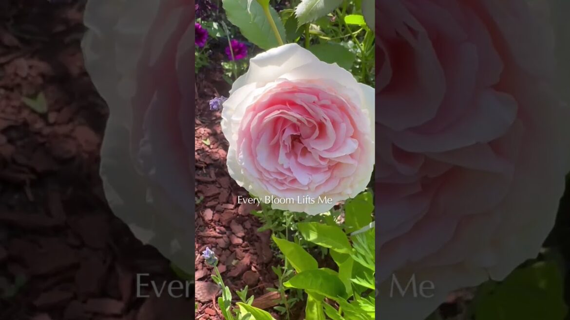 Epic Backyard Rose Garden Transformation Cozy & Aesthetic #shorts