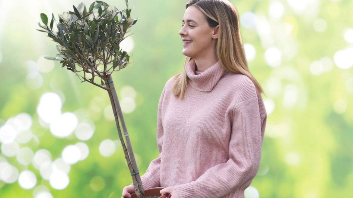 Gardeners can get an olive tree for less than £10 with eye-catching deal stack Chronicle Live