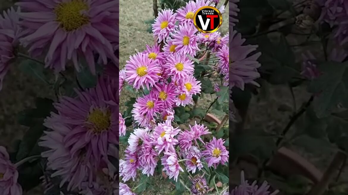 Garden Vibes| Garden Plants |Gardening| Colorful Flowers | Flowers for Home| Nature| Vibrant Trends