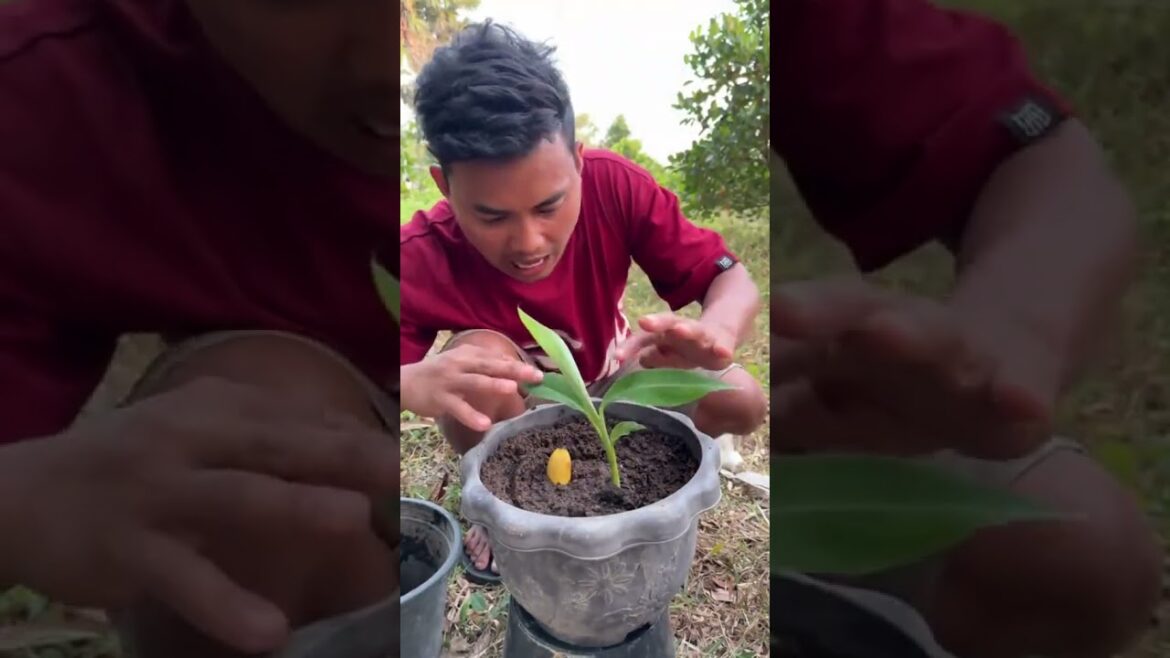 Great Technique for Growing Banana Trees to Produce Lots of Fruit 🍌 | Easy Banana Growing Method
