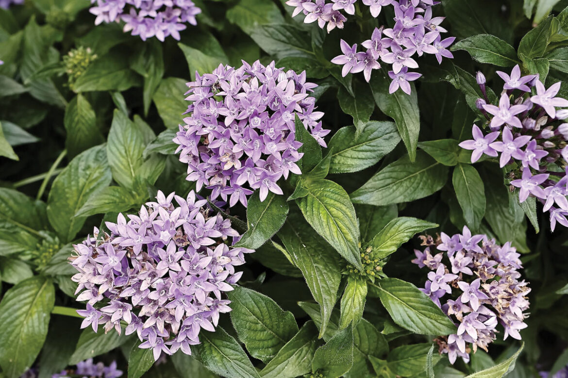 The Ultimate Houston Gardening Guide for Every Season The Ultimate Houston Gardening Guide for Every Season