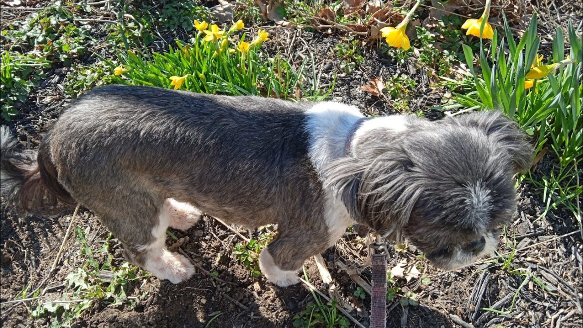 Garden Plans and Walking Boo