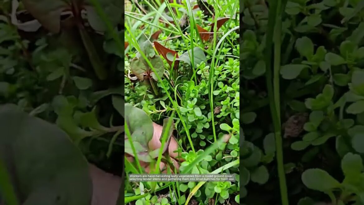 Selective Hand Harvest of Tender Leafy Greens Selective Hand Harvest of Tender Leafy Greens