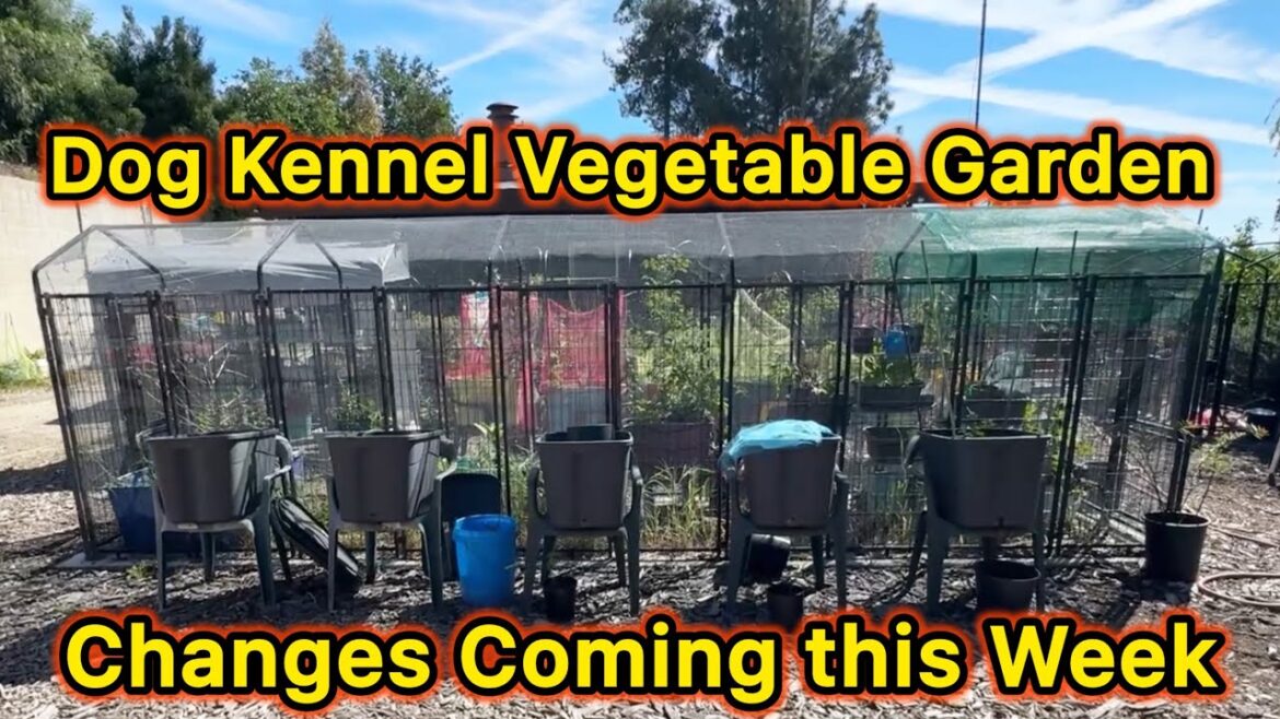 Enclosed Vegetable Garden Pest Free Dog Kennel Container Gardening Lettuce Peppers Tomatoes Eggplant Enclosed Vegetable Garden Pest Free Dog Kennel Container Gardening Lettuce Peppers Tomatoes Eggplant