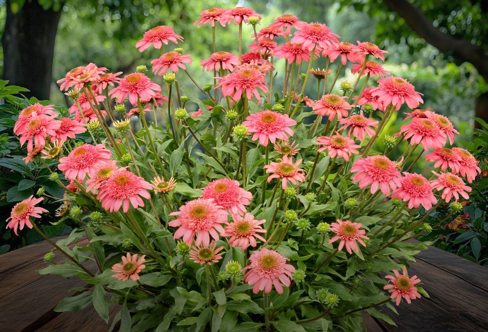 vibrant cluster of pink flowers with green foliage