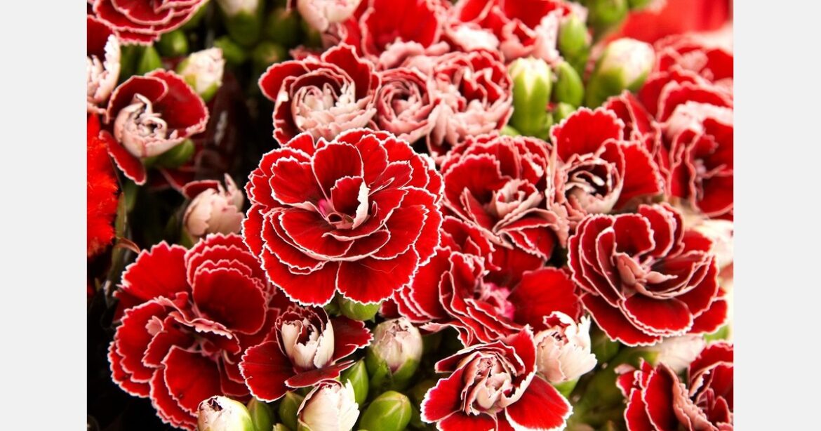 Highly anticipated botanical garden opens outside of Milan Highly anticipated botanical garden opens outside of Milan