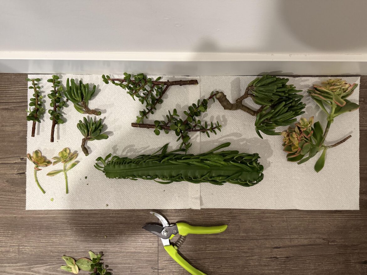 Help! Assorted succulents from grandma plan for success