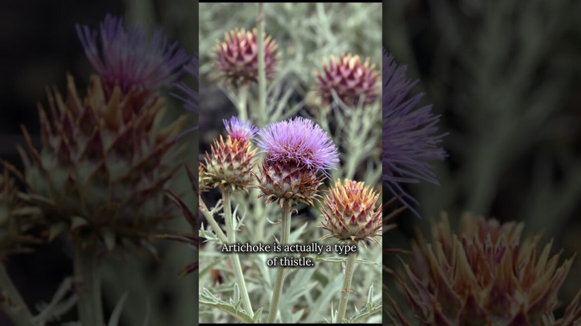 From Wild Thistle to a Global Crop From Wild Thistle to a Global Crop