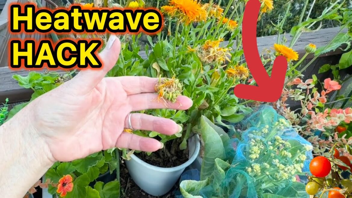 Garden & Hummingbird HACKS for Winter Record Breaking HEATWAVE TIPS for Vegetable Plants California Garden & Hummingbird HACKS for Winter Record Breaking HEATWAVE TIPS for Vegetable Plants California