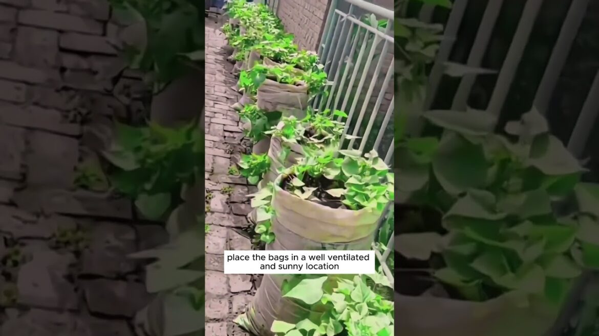 Grow sweet potatoes in the old burlap sacks #shorts #plantingtips