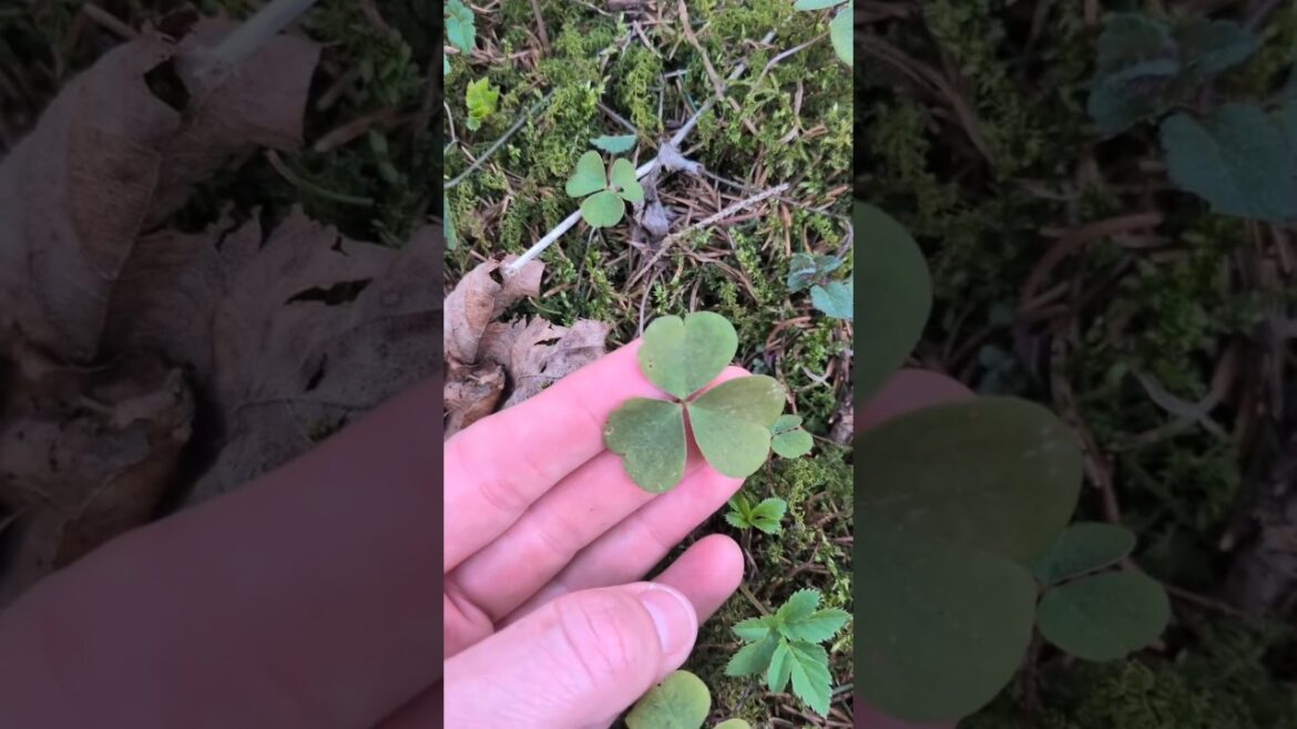 Wood Sorrel - Oxalis acetosella