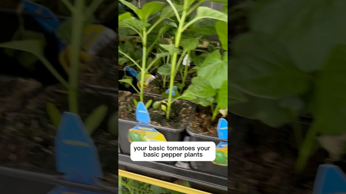 I’ve NEVER Seen These Garden Plants at Costco… 🌱 I’ve NEVER Seen These Garden Plants at Costco… 🌱