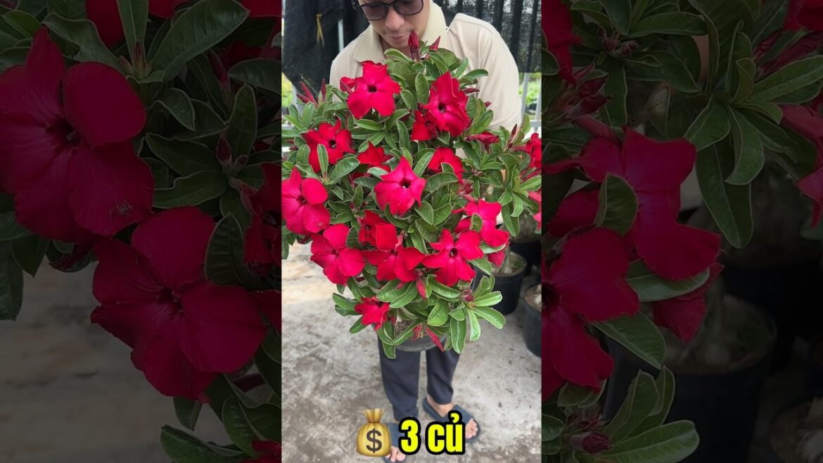 XUÂN KỲ CHIẾT ZIN | LH 08.34567.192 #suthai #hoasu #caycanh #vuonsubason #bonsai