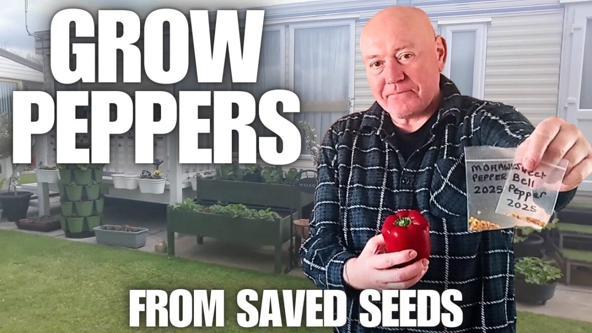Grow Peppers From Saved Seeds [Container Gardening ]