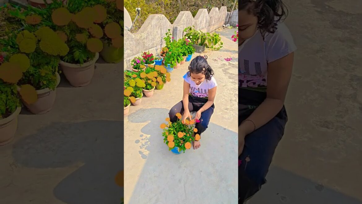 ক্যালান্দুলা গাছের ফুল #garden #gardening #flowers #nursery #UpdateGardening #chadbagan