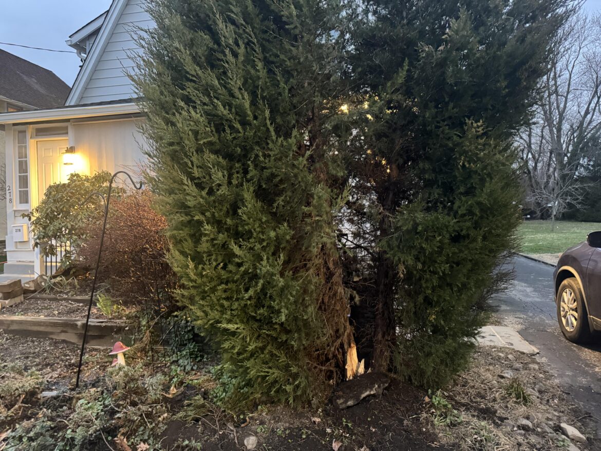 Center branch of tree ripped off during storm. Help with any ideas of what to put or plant to fill the ugly void there..?