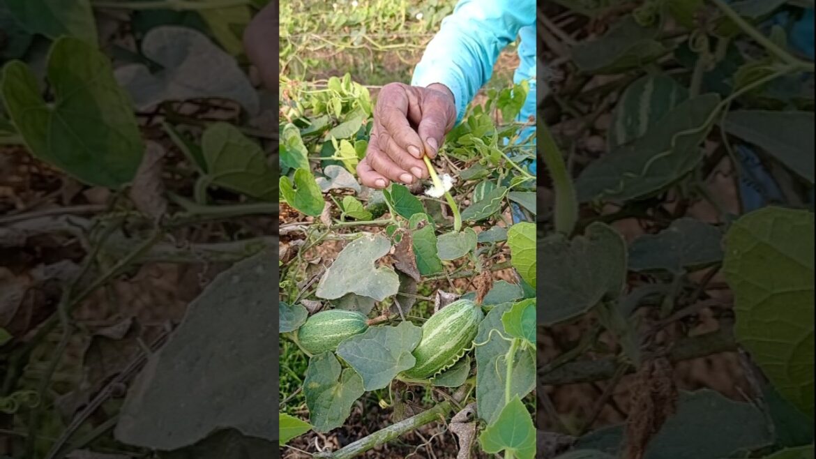 How to Pollinate Pointed Gourd Without Bees 🐝 #shorts