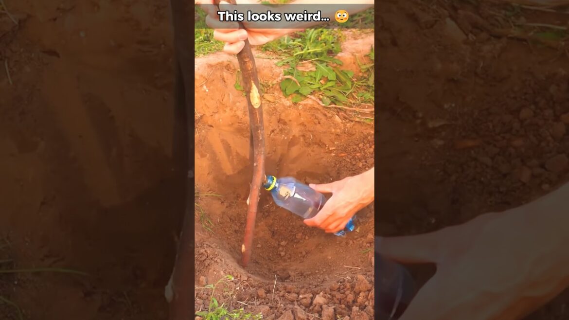 Don’t do this… try this instead 😳 #adamdesign #gardeningtips #lifehacks
