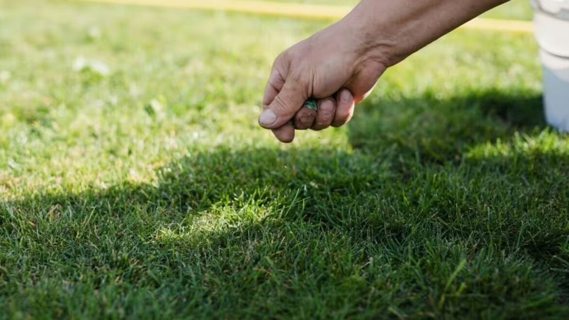 Gardeners race to B&Q for 73p grass seed that ‘takes around six days to germinate’ Manchester Evening News