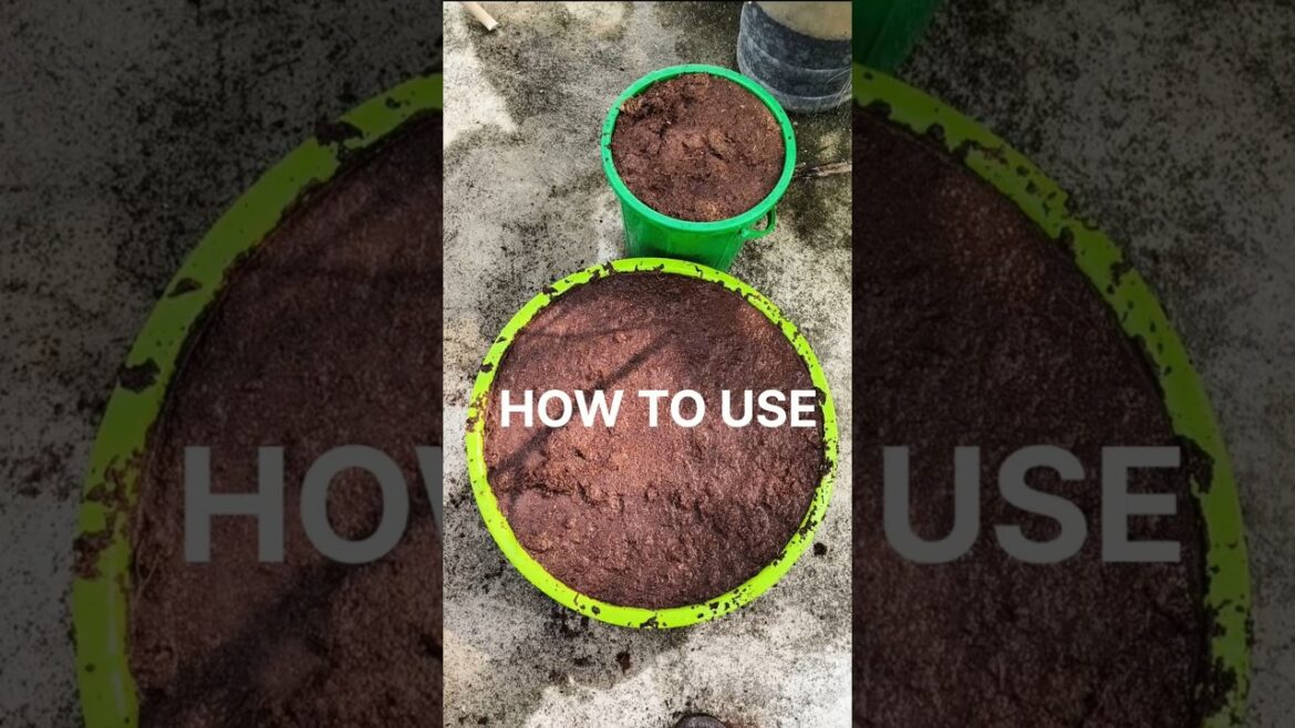 How To Use Cocopeat For Plant #shortvideo #greenrooftop #gardening #cocopeat How To Use Cocopeat For Plant #shortvideo #greenrooftop #gardening #cocopeat