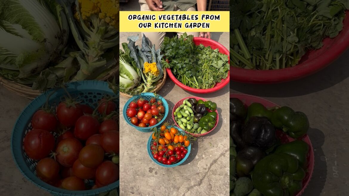 Organic Vegetables harvested from our terrace garden #kitchengarden #terracegardenindia