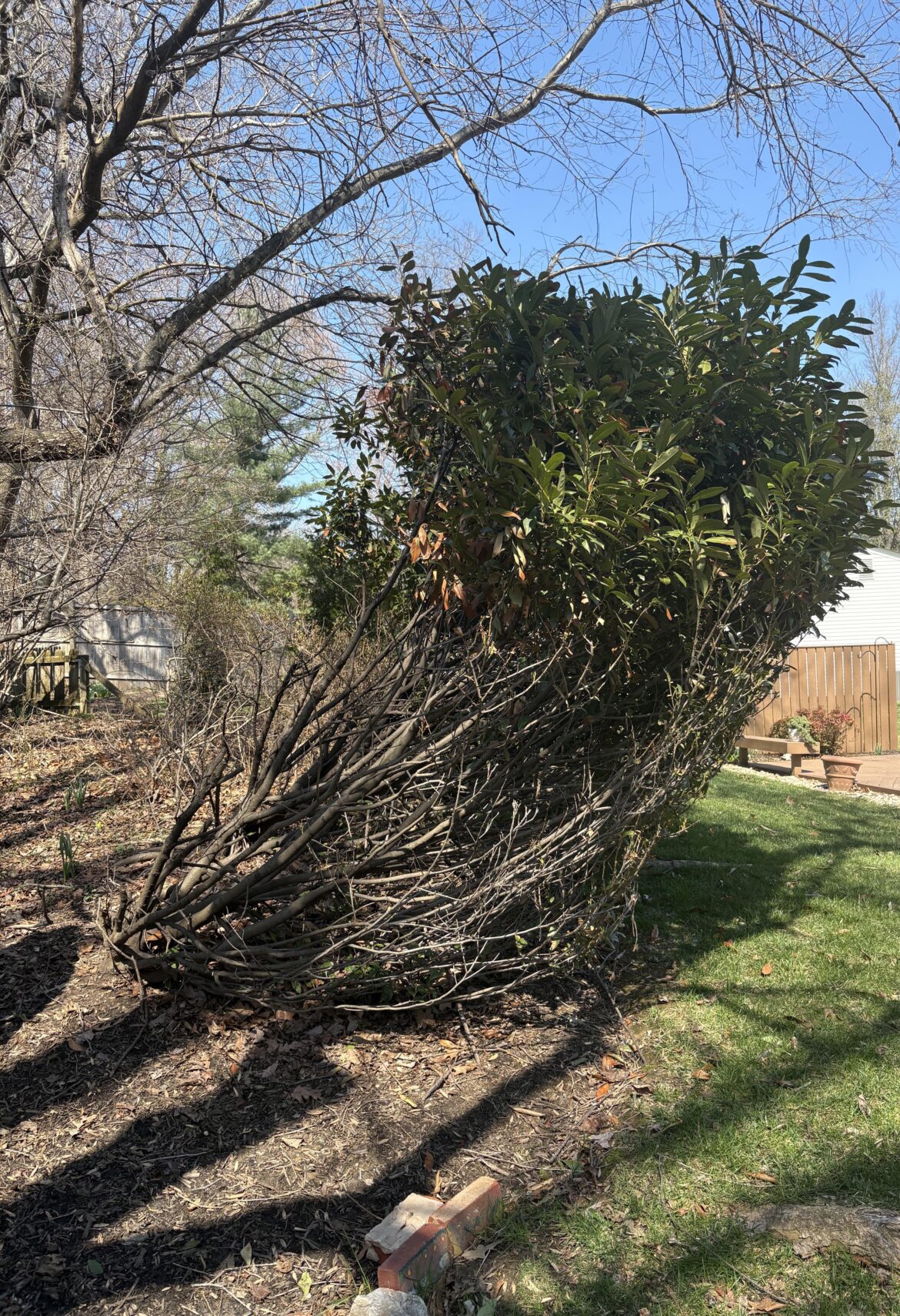 Help with Cherry Laurel