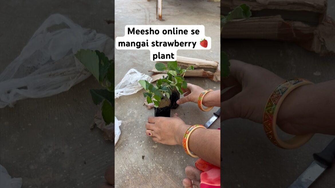 Meesho se mangai strawberry 🍓 plant #gardening #meesho #garden #plants #fruit #shortvideo